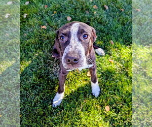 Aubrie - Female Border-Aussie Dog for Adoption - Photo #16