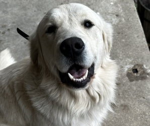 Father of the Golden Retriever puppies born on 09/25/2025