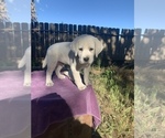 Small Photo #7 Labrador Retriever Puppy For Sale in LIVE OAK, CA, USA