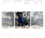 Small Catahoula Leopard Dog Mix