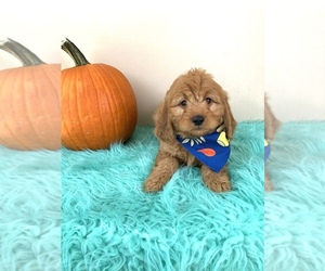 Goldendoodle (Miniature) Puppy for sale in ORLANDO, FL, USA