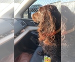 Small Photo #1 Boykin Spaniel Puppy For Sale in BISHOP, TX, USA