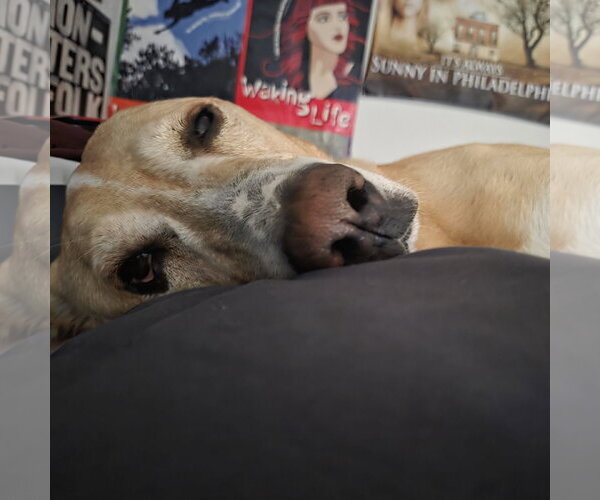 Medium Photo #10 Labrenees Puppy For Sale in Fargo, ND, USA