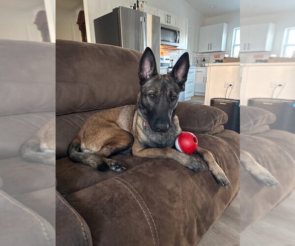 Medium Photo #2 Mutt Puppy For Sale in Imlay City, MI, USA