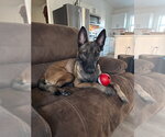 Small #1 Mutt