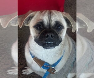 Jack - Male Pug-Unknown Mix Dog for Adoption - Photo #5