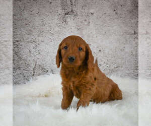 Medium Goldendoodle (Miniature)