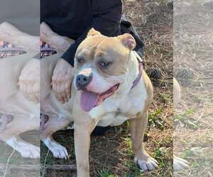 Staffordshire Bull Terrier Dogs for adoption in Hillsboro, NH, USA