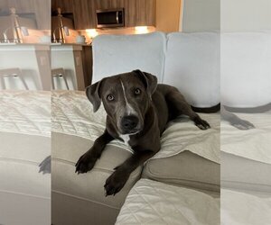 Blue Lacy-Unknown Mix Dogs for adoption in Austin, TX, USA