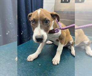 Black Mouth Cur-Unknown Mix Dogs for adoption in Mobile, AL, USA