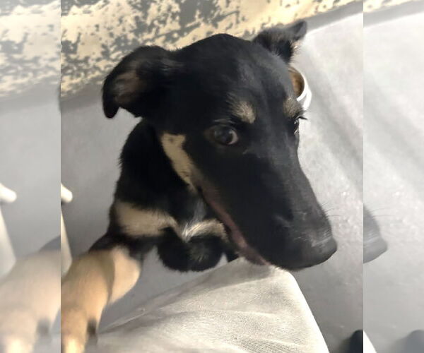 Medium Photo #3 German Pinscher-Unknown Mix Puppy For Sale in Rockaway, NJ, USA