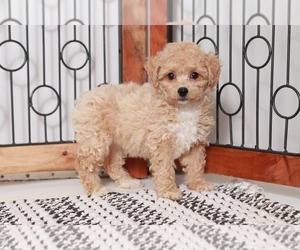 Poochon Puppy for sale in NAPLES, FL, USA