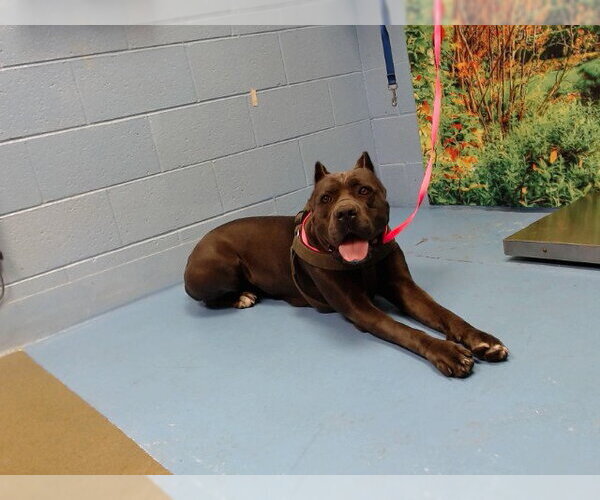 Medium Photo #1 Mutt Puppy For Sale in Moreno Valley, CA, USA