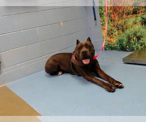 Mutt Dogs for adoption in Moreno Valley, CA, USA
