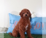 Small #1 Goldendoodle (Miniature)