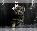Small Photo #19 Morkie Puppy For Sale in WARSAW, IN, USA