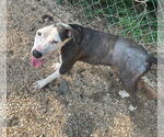 Small #1 American Pit Bull Terrier Mix