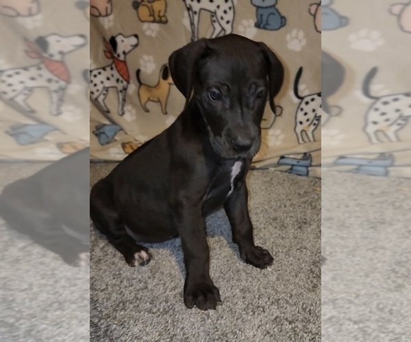 Medium Photo #4 Great Dane Puppy For Sale in DENHAM SPRINGS, LA, USA