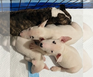 Bull Terrier Puppy for sale in JACKSONVILLE, NC, USA