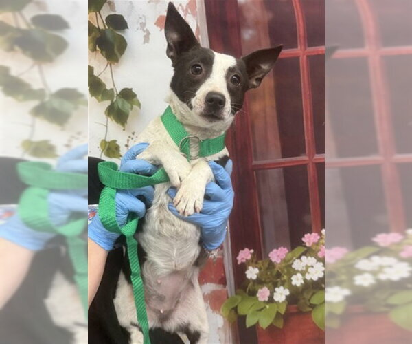 Medium Photo #1 Rat Terrier Puppy For Sale in San Bernardino, CA, USA