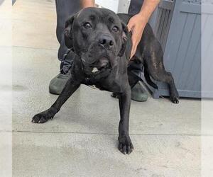 Labrador Retriever-Unknown Mix Dogs for adoption in Palmetto, FL, USA