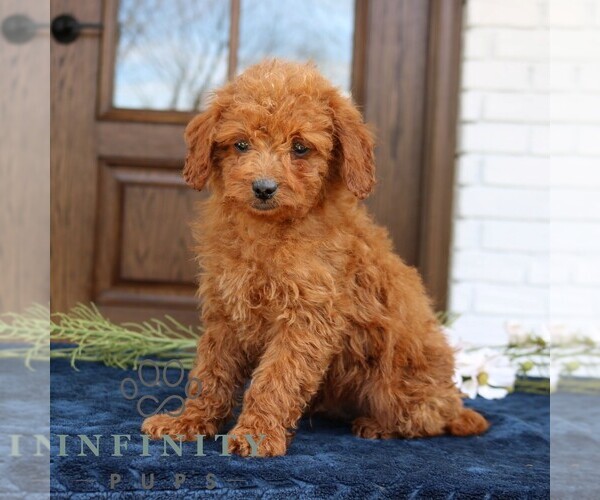 Medium Photo #3 Goldendoodle (Miniature) Puppy For Sale in NARVON, PA, USA