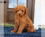 Small #2 Goldendoodle (Miniature)