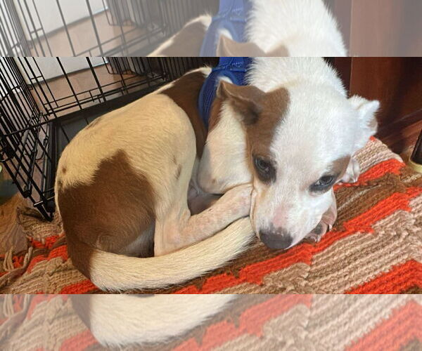 Medium Photo #1 Italian Greyhound-Unknown Mix Puppy For Sale in Sheboygan, WI, USA