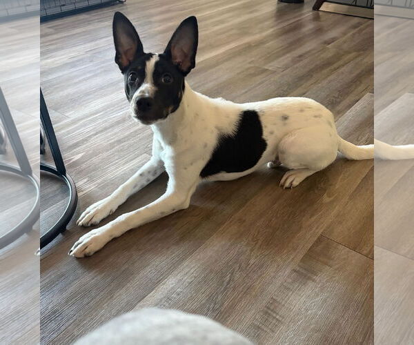 Medium Photo #1 Jack Russell Terrier-Unknown Mix Puppy For Sale in The Woodlands, TX, USA