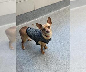 Chihuahua-Unknown Mix Dogs for adoption in Waterford, VA, USA