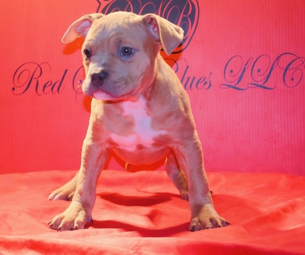 Medium Photo #19 American Bully Puppy For Sale in TRENTON, NJ, USA