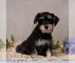 Small #3 Schnauzer (Miniature)