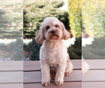 Small #2 Cavapoo (Miniature)