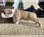 Small Photo #1 American Bully Puppy For Sale in SAINT CHARLES, MO, USA