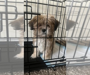 ShihPoo-Yorkshire Terrier Mix Puppy for sale in BALTIMORE, MD, USA