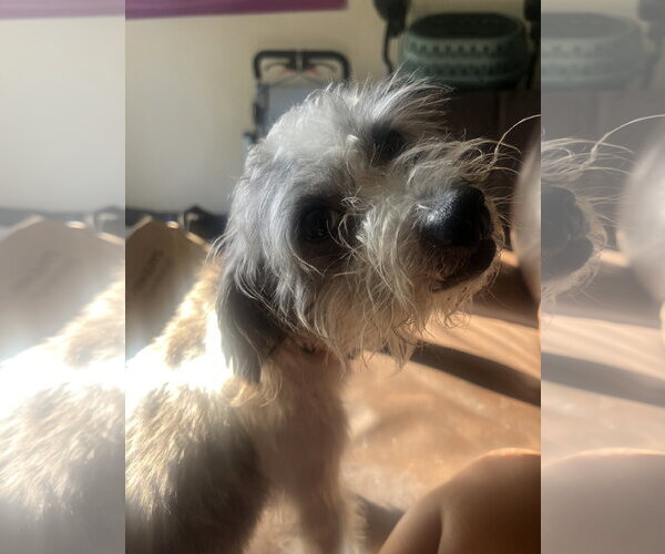 Medium Photo #2 Shih Tzu-Unknown Mix Puppy For Sale in Davis, CA, USA