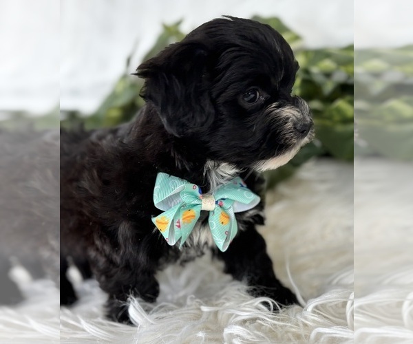 Medium Photo #16 Morkie Puppy For Sale in ROCK STREAM, NY, USA