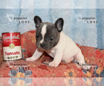 Small Photo #13 French Bulldog Puppy For Sale in SANGER, TX, USA