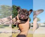 Small Photo #11 French Bulldog Puppy For Sale in BAYTOWN, TX, USA