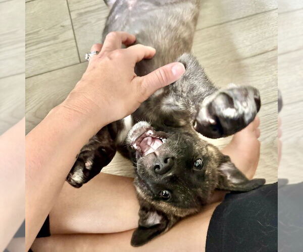 Medium Photo #4 American Staffordshire Terrier-Unknown Mix Puppy For Sale in San Juan Capistrano, CA, USA