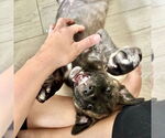 Small #3 American Staffordshire Terrier Mix