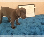 Puppy Puppy 4 Cane Corso