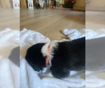 Small #1 F2 Aussiedoodle