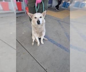 Siberian Husky Dogs for adoption in Bakersfield, CA, USA