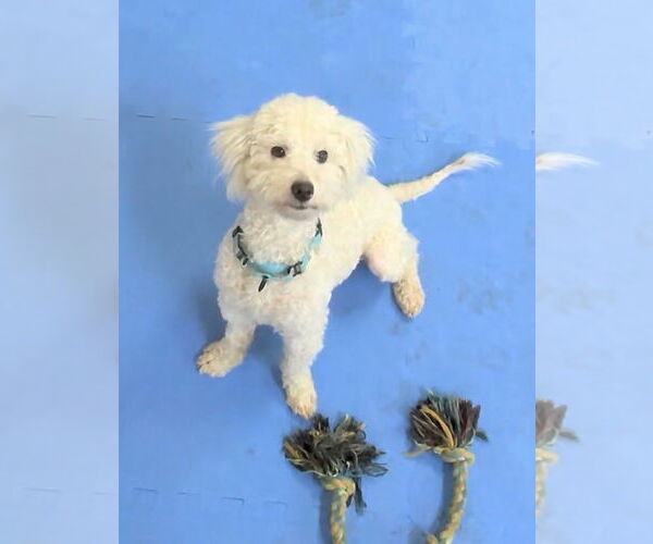 Medium Photo #3 Poodle (Miniature) Puppy For Sale in Milpitas, CA, USA