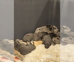 Small #5 Irish Dane