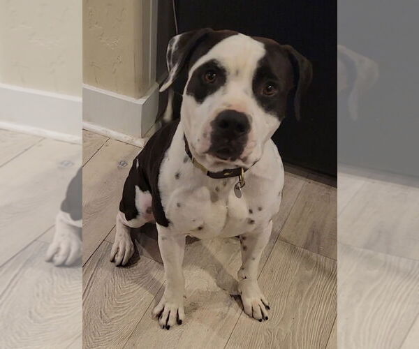 Medium Photo #11 Bullypit Puppy For Sale in Salt Lake City, UT, USA