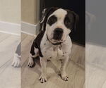 Small #10 Bullypit