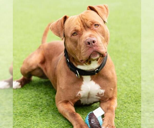 Medium Photo #2 Mutt Puppy For Sale in Camarillo, CA, USA