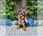 Small #4 Yorkshire Terrier